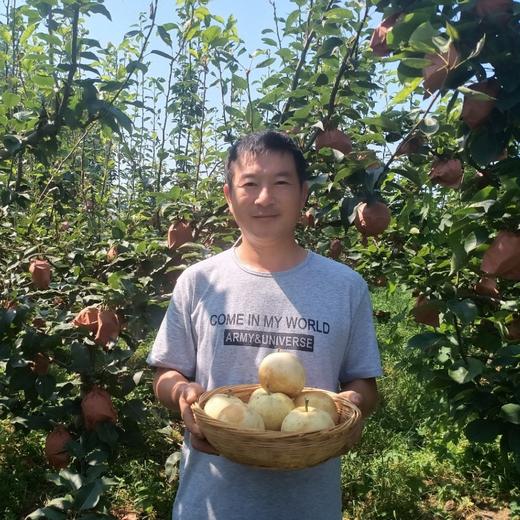 有机梨 | 多品种 香甜无渣 肉质饱满 滋润 |  基地直发包邮*Organic pears 商品图8