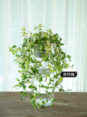 花叶吊竹梅瓶花
