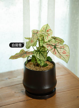 【白茹雪】-彩叶芋