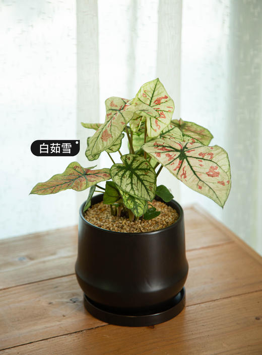 【白茹雪】-彩叶芋 商品图0