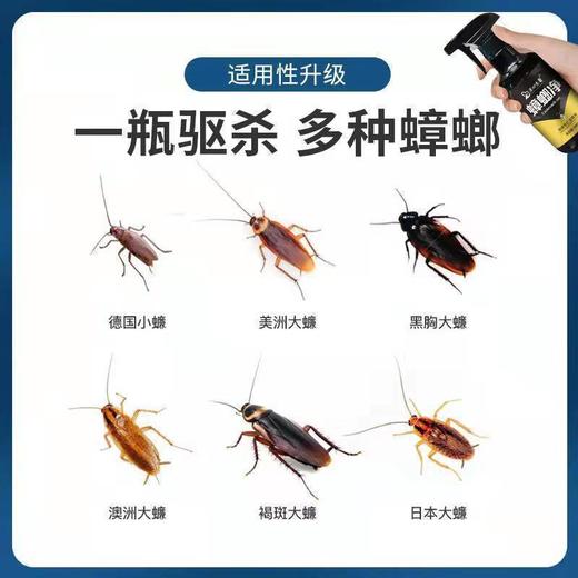 【无害无味轻松灭螂】蟑螂净家用蟑螂药一只取食连环灭蟑植物萃取只杀螂不伤人灭蟑更安全300ml/瓶 商品图4