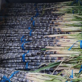 【9.9元/根】带皮甘蔗均3.5斤-5斤左右每根（1501181）