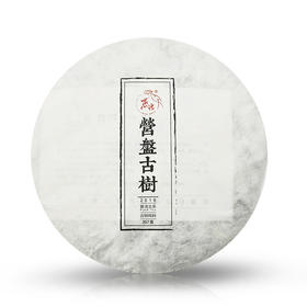 2016营盘古树春饼（生普）