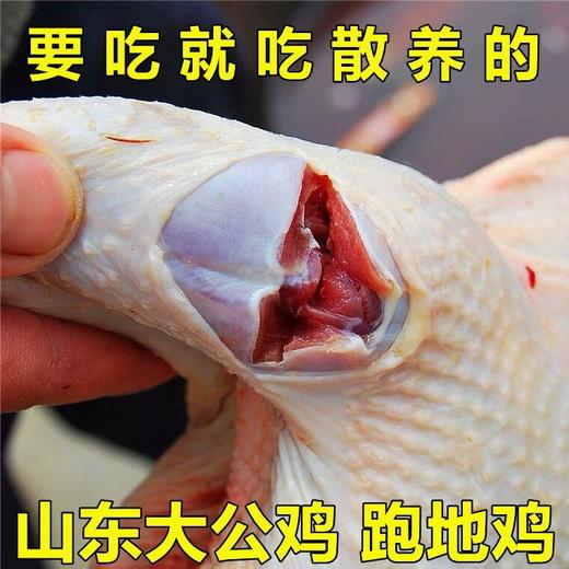 【生鲜-3只大公鸡到】散养土公鸡 建议爆炒/红烧 单只净重约3斤 顺丰/京东包邮 净毛去膛 {请及时签收冷冻保存}<每天仅限50单> 商品图3