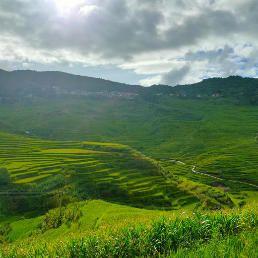 自然农法白糯米 1000克 商品图2