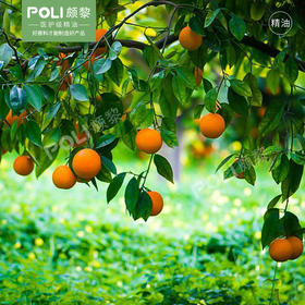 意大利天然甜橙精油 进口精油原料批发灌装 颇黎POLI单方按摩精油
