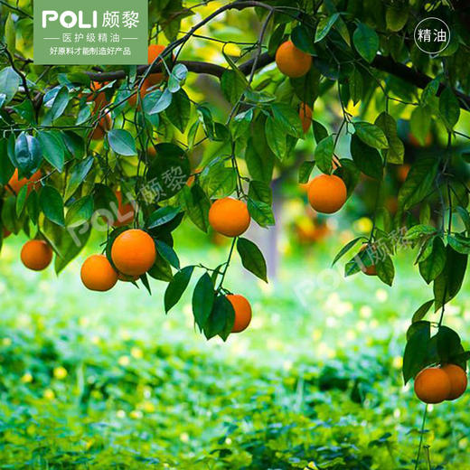 意大利天然甜橙精油 进口精油原料批发灌装 颇黎POLI单方按摩精油 商品图0