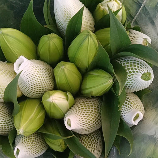 重瓣百合.艾莎 商品图2