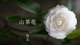 山茶花——秋季开花到春晚，世间耐久孰如君 | 植物小课堂024