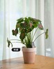 【粉黛】-彩叶芋 商品缩略图0
