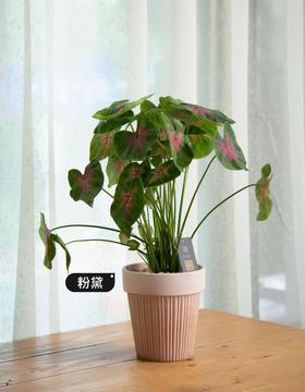 【粉黛】-彩叶芋