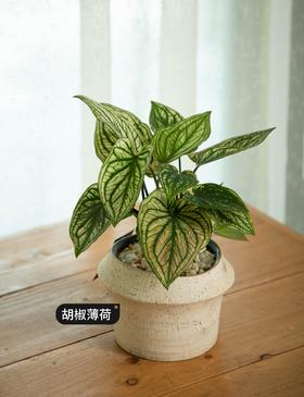 【胡椒薄荷】-彩叶芋