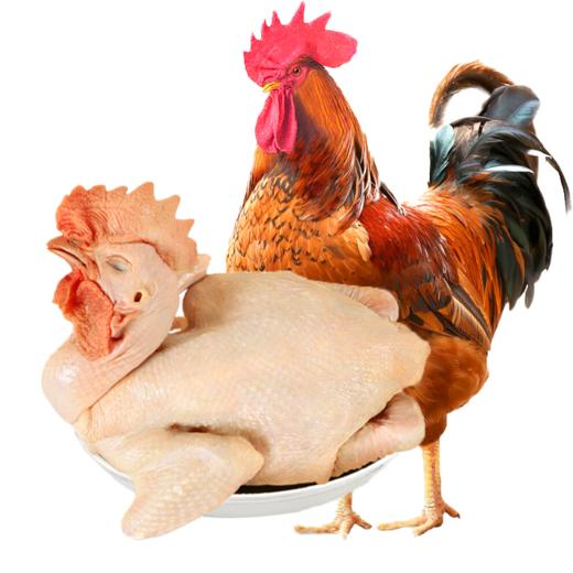 【生鲜-3只大公鸡到】散养土公鸡 建议爆炒/红烧 单只净重约3斤 顺丰/京东包邮 净毛去膛 {请及时签收冷冻保存}<每天仅限50单> 商品图8