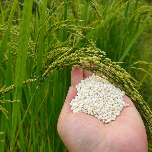 自然农法白糯米 1000克 商品图1