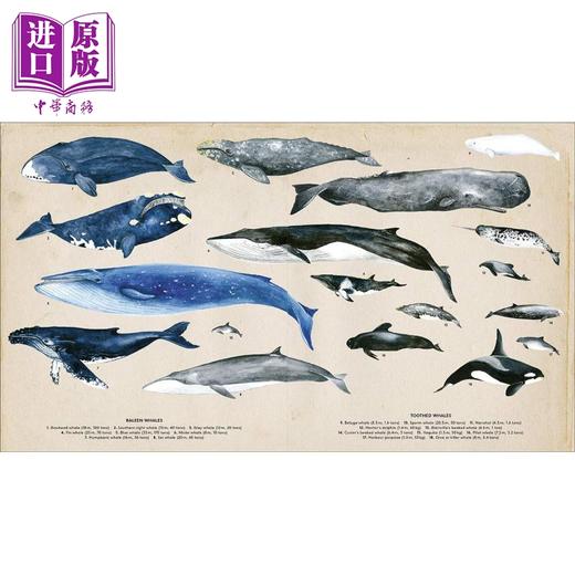 【中商原版】The Secret Life of Whales 鲸鱼的秘密生活 英文原版儿童精品绘本 自然与科学主题 Rena Ortega 6到9岁 商品图1