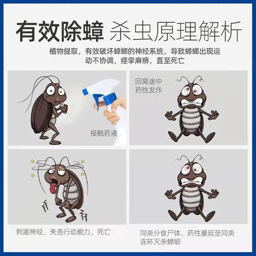 【无害无味轻松灭螂】蟑螂净家用蟑螂药一只取食连环灭蟑植物萃取只杀螂不伤人灭蟑更安全300ml/瓶 商品图5