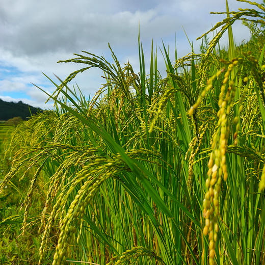 自然农法白糯米 1000克 商品图4