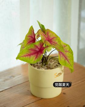 【觉醒夏天】-彩叶芋