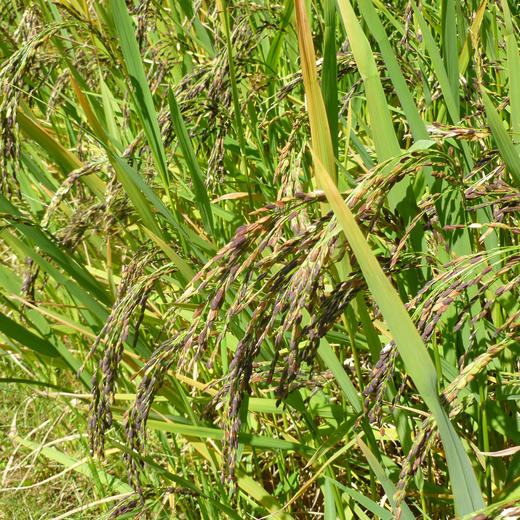 自然农法白糯米 1000克 商品图5