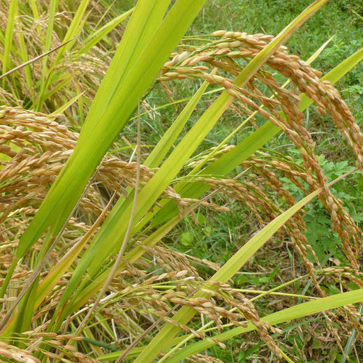 自然农法白糯米 1000克 商品图6