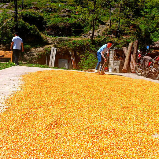 自然农法玉米面5斤 商品图5