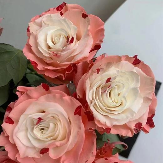 厄瓜多尔进口染色bloody pink草莓奶昔玫瑰10支 商品图2