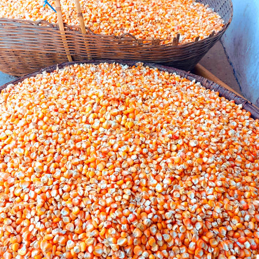 自然农法玉米面5斤 商品图6