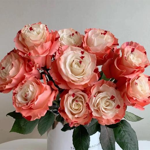 厄瓜多尔进口染色bloody pink草莓奶昔玫瑰10支 商品图1