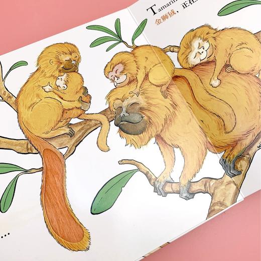 (仓发) 幼儿互动认知玩具书：字母书（全球畅销百万册，荣登《纽约时报》畅销书榜！中英双语，互动机关）浪花朵朵/花山文艺出版社/[美]马修·凡·弗利特/9787551145312 商品图5