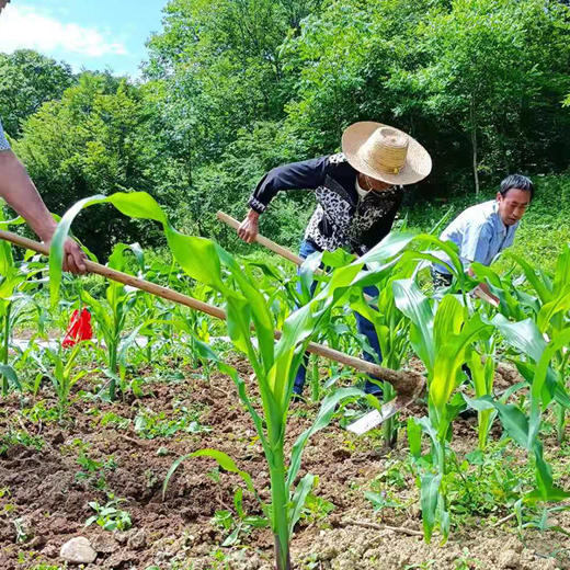 自然农法玉米面5斤 商品图2