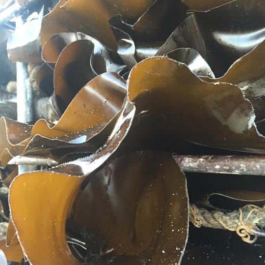 【下单后48小时左右发货】福建 南日岛 海带片2斤装左右 商品图10