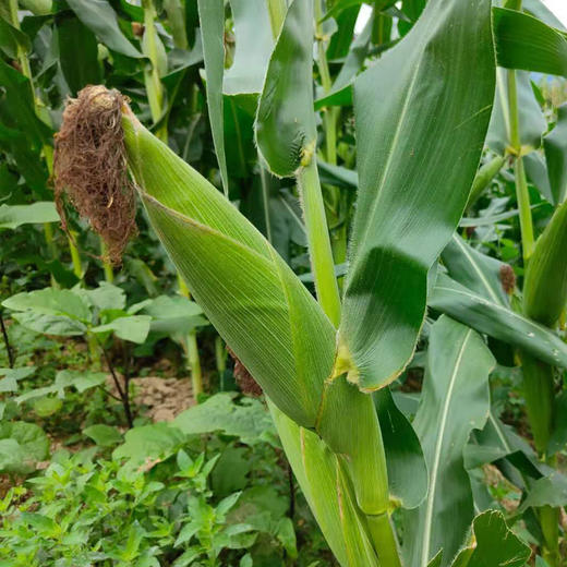 自然农法玉米面5斤 商品图3