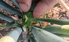 大葱青虫用什么杀虫剂?葱里面有虫子了该怎么处理?