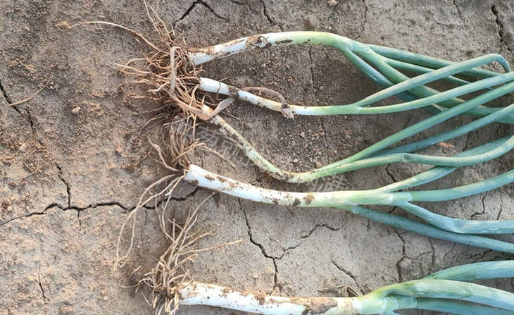 大葱病害引起烂根