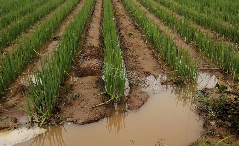 大雨过后葱地积水