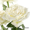 基地单头玫瑰 | 坦尼克 商品缩略图2