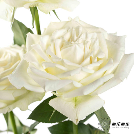 基地单头玫瑰 | 坦尼克 商品图2
