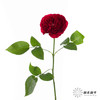 百利信单头玫瑰 | 苔丝 商品缩略图5