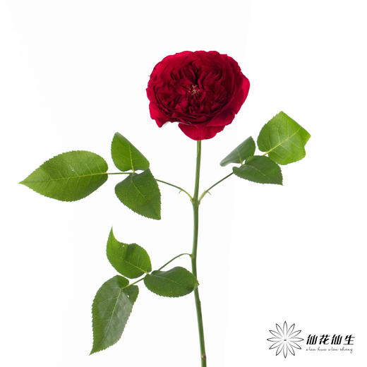 百利信单头玫瑰 | 苔丝 商品图5