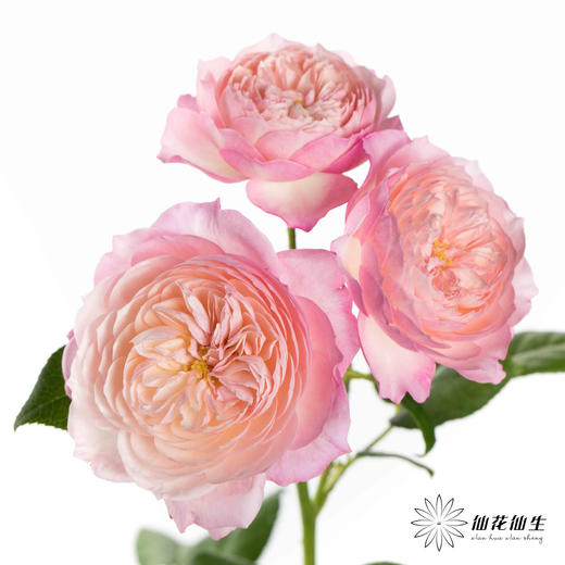 多头玫瑰 | 康斯坦茨 商品图5