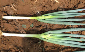 葱施什么肥长的粗壮?大葱最忌什么肥料?