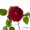 百利信单头玫瑰 | 苔丝 商品缩略图4