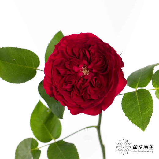 百利信单头玫瑰 | 苔丝 商品图4