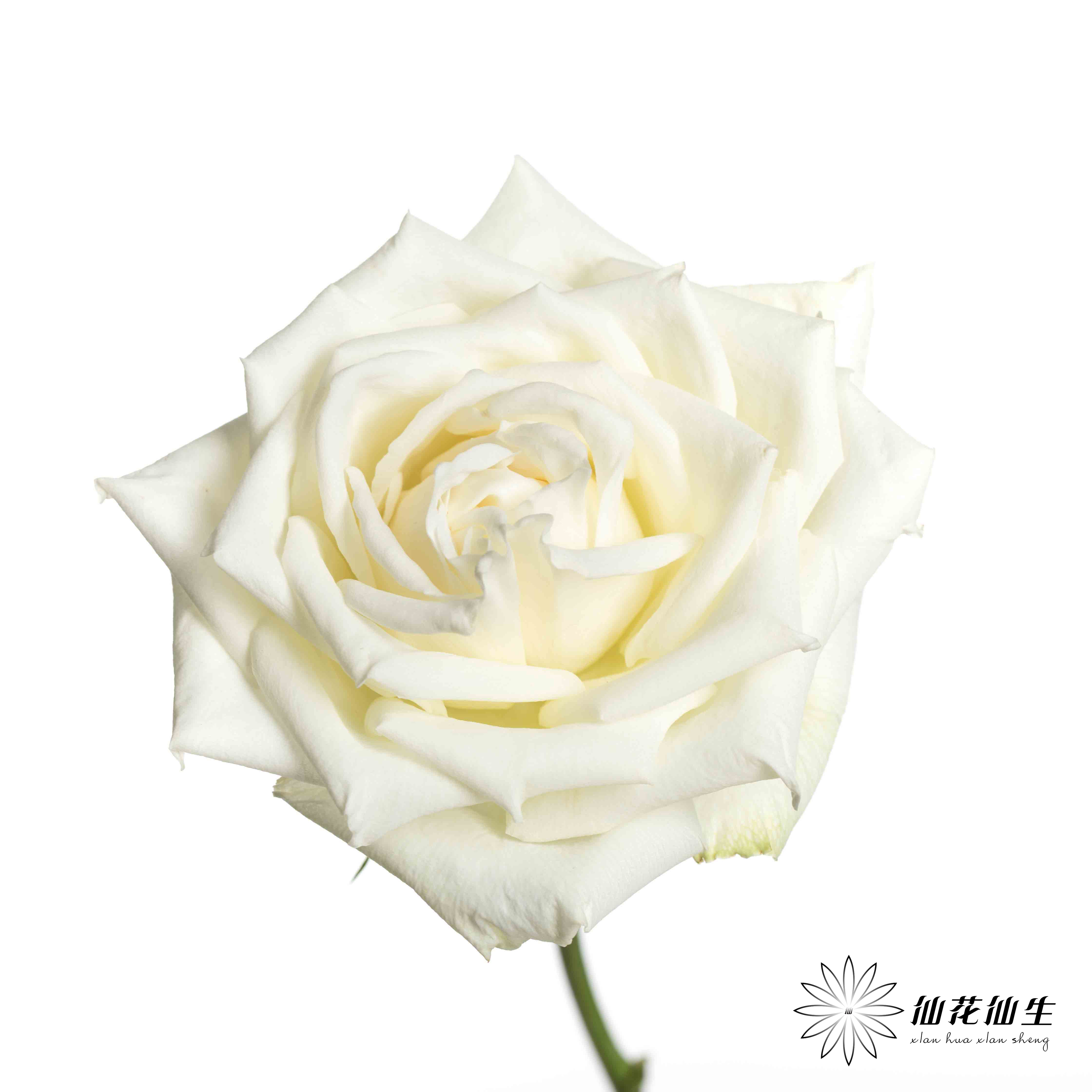 基地单头玫瑰 | 坦尼克