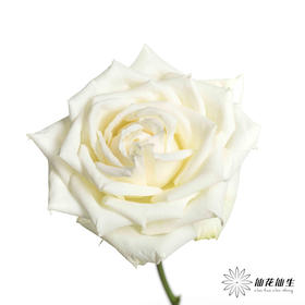 基地单头玫瑰 | 坦尼克