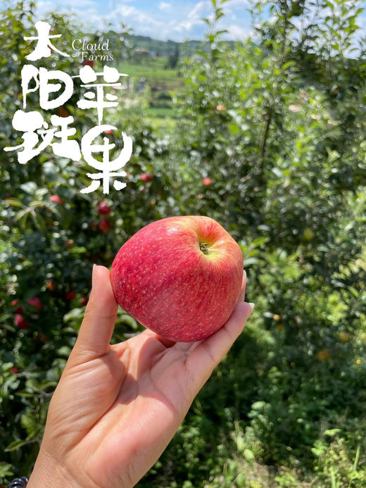 云南太阳斑富硒红玛瑙苹果 商品图4