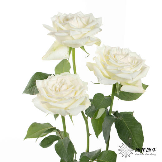 基地单头玫瑰 | 坦尼克 商品图5