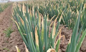 大葱叶子发黄干枯是怎么回事?用什么药?