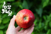 云南太阳斑富硒红玛瑙苹果 商品缩略图1