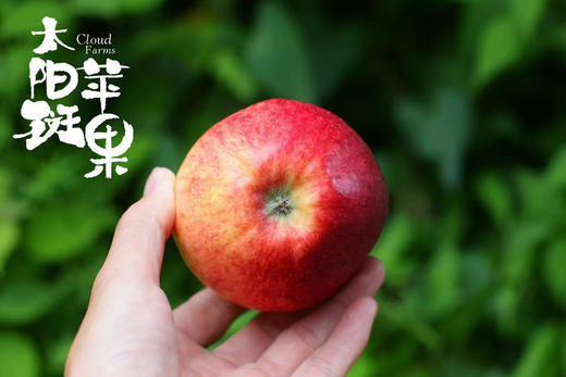 云南太阳斑富硒红玛瑙苹果 商品图1